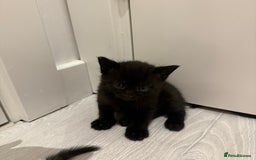 Mixed Breed cats for sale: Beautiful Mixed Kittens (Ginger/Tortie/Black) - Image 14