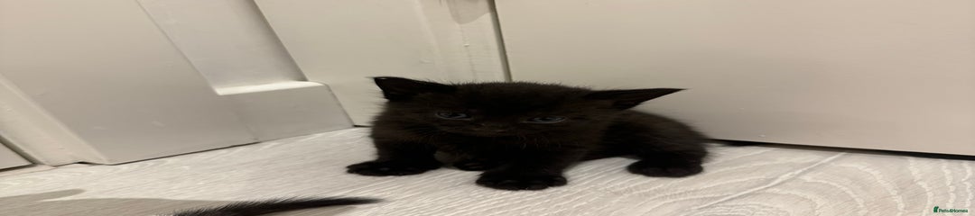 Kitten 3 - Male Black