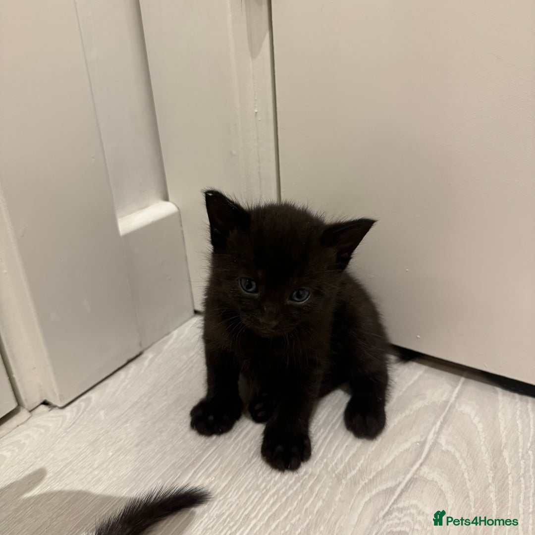 Mixed Breed cats for sale: Beautiful Mixed Kittens (Ginger/Tortie/Black) - Image 14