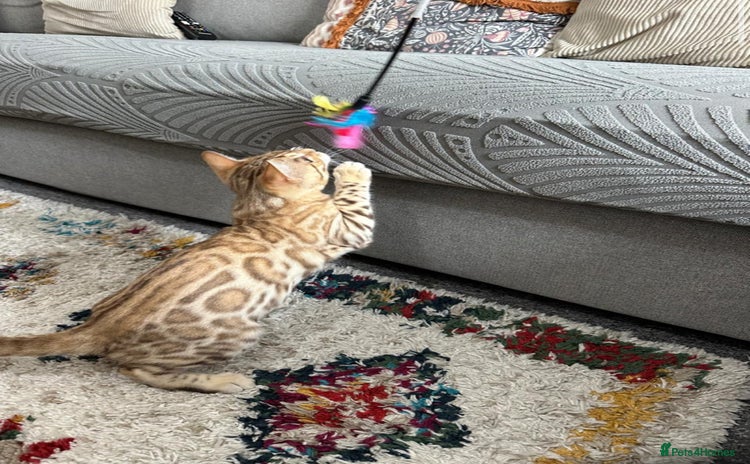 Bengal cats - Advert 3