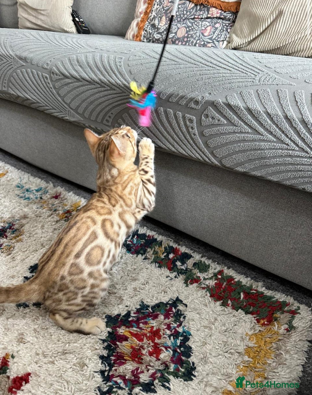 Bengal cats for sale: Snow bengal kitten /male - Image 1