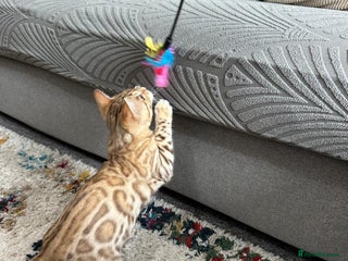 Bengal cats - Advert 5