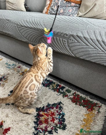 Bengal cats - Advert 16