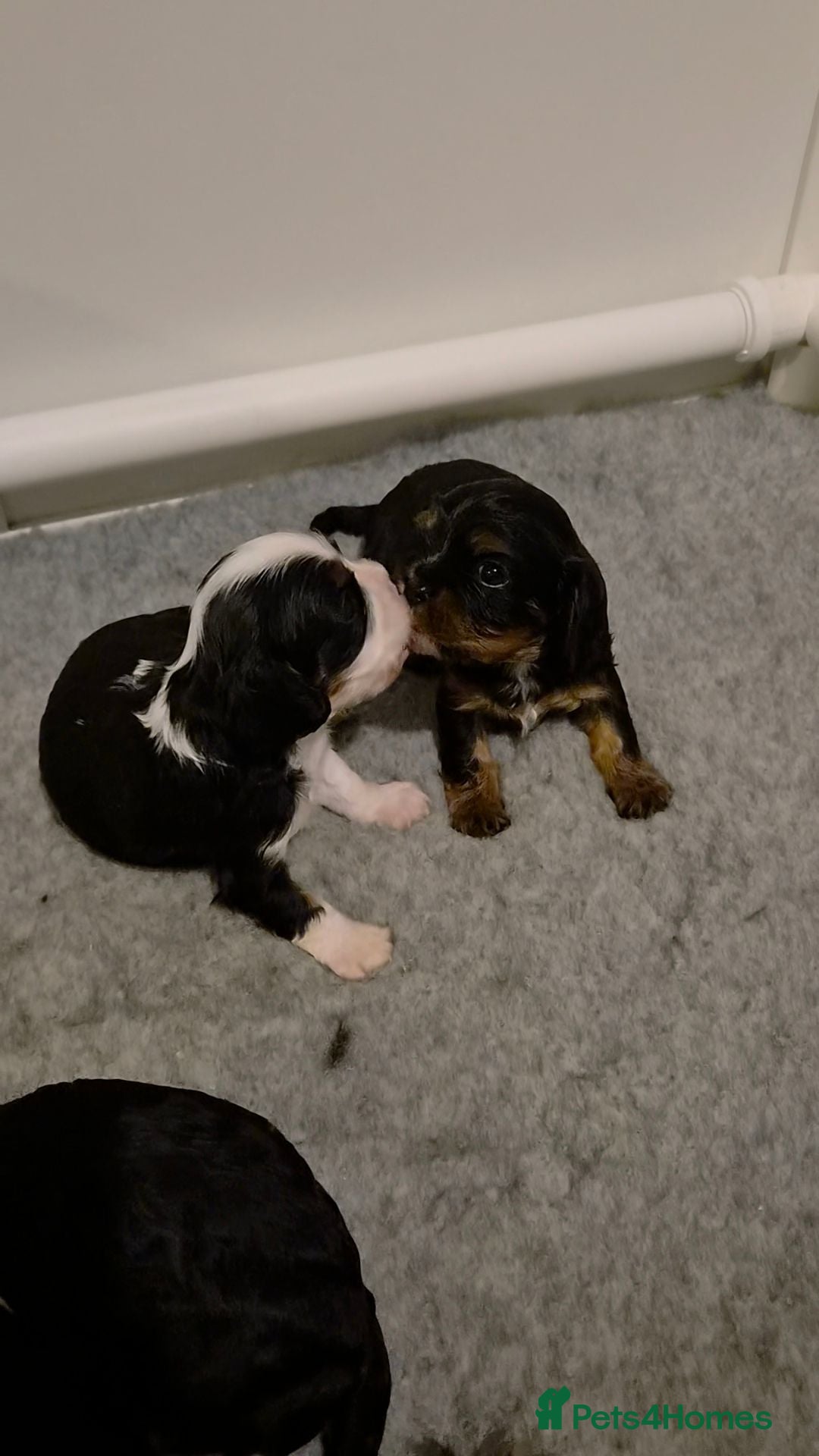 Cavalier King Charles Spaniel dogs 3 fantasic Pedigree CKCS  - Advert 1