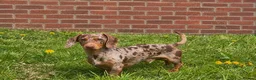 Miniature Dachshund dogs for stud: Chocolate tan dapple minature dachshund stud - Advert 2
