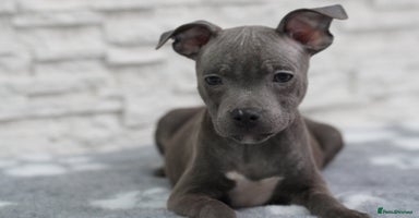 Staffordshire Bull Terrier dogs - Advert 2