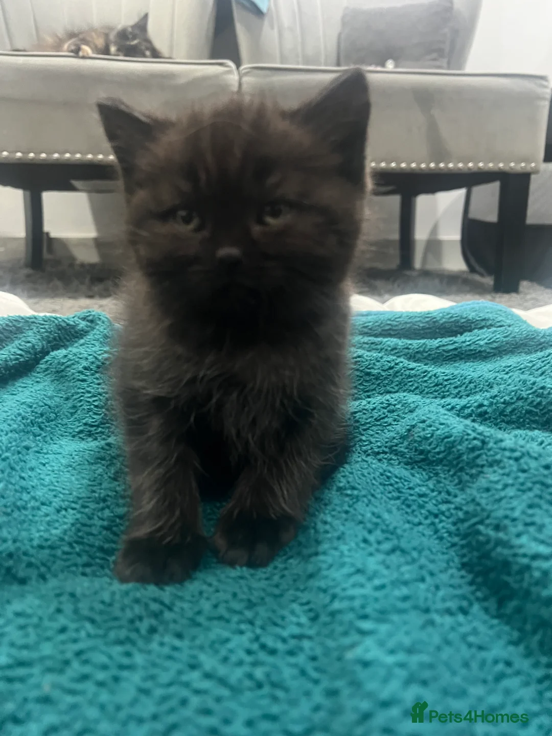 British Longhair cats for sale: BLH Cat and Her Litter of x3 BSH Kittens - Advert 4