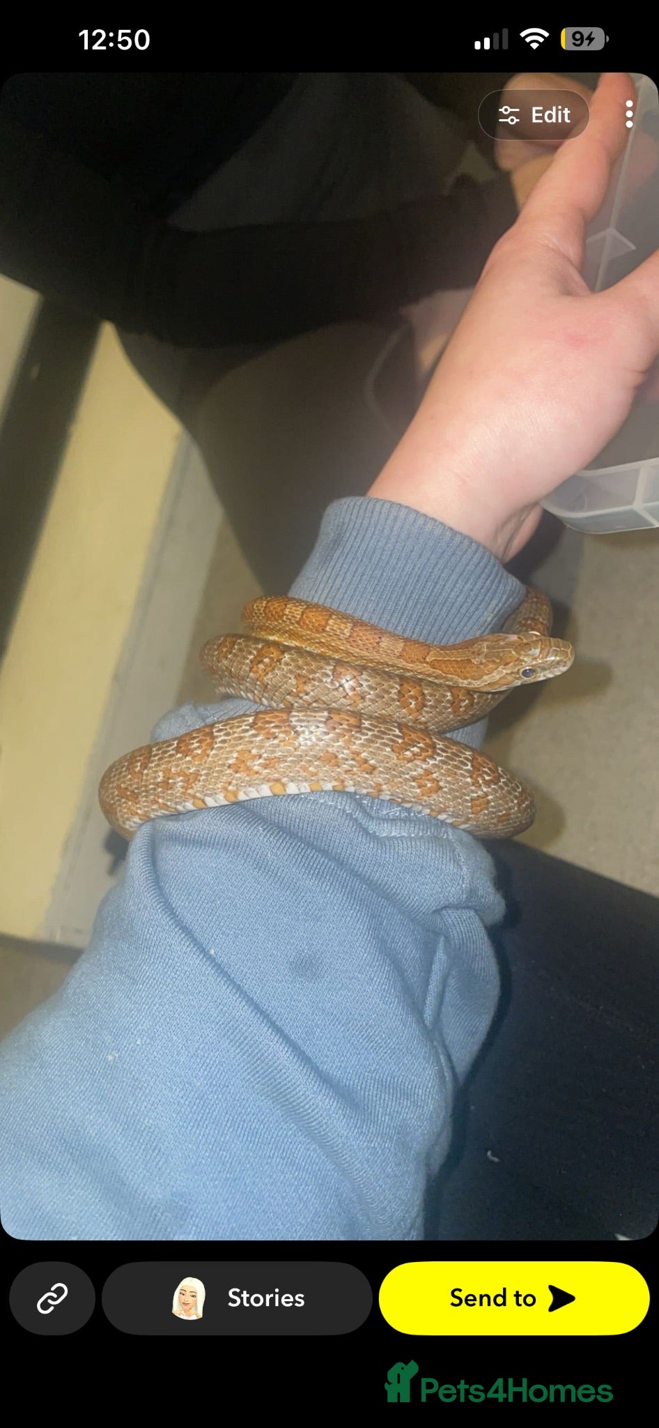 Corn Snake reptiles Male corn snake  - Advert 1