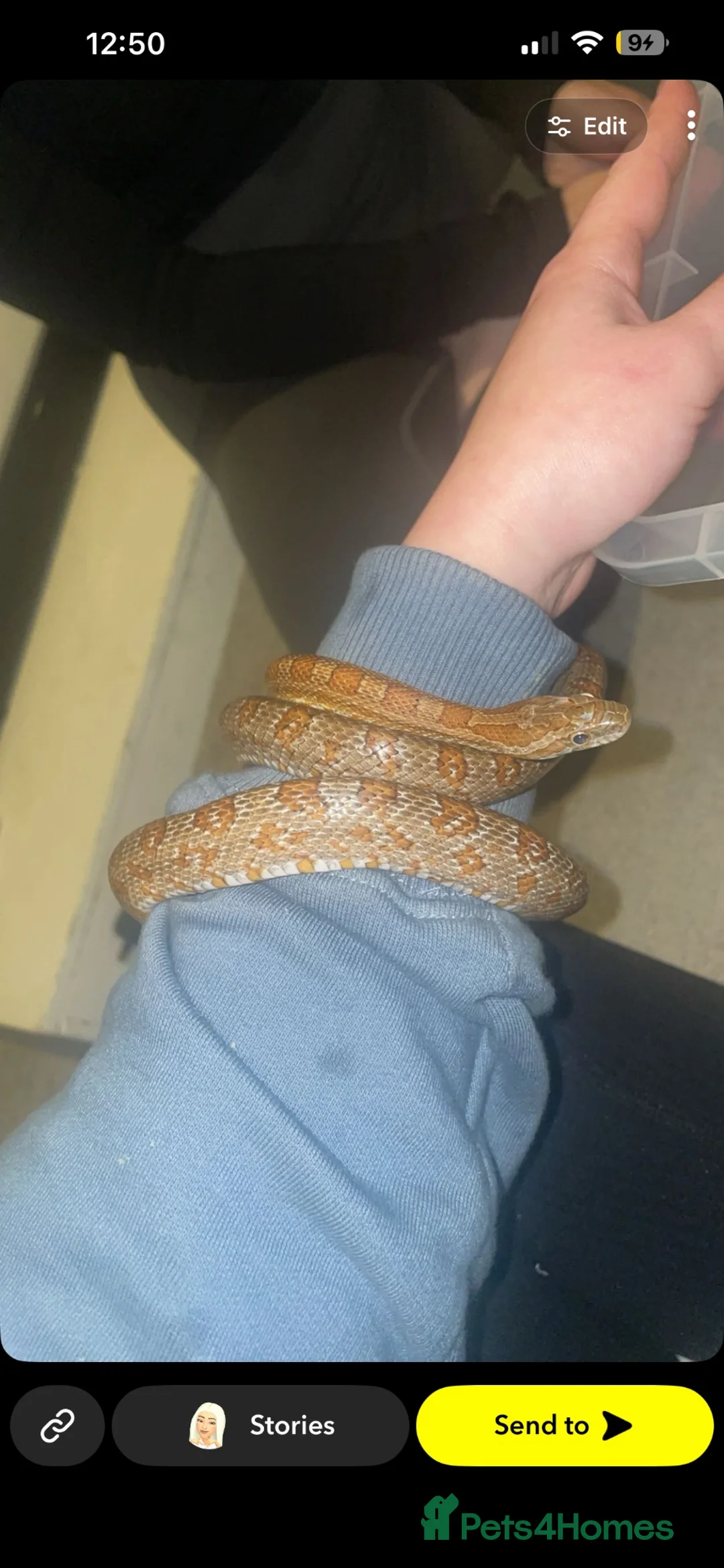 Corn Snake reptiles for sale: Male corn snake  - Advert 1