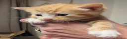 Mixed Breed cats for sale: Kittens of all colours  - Advert 3