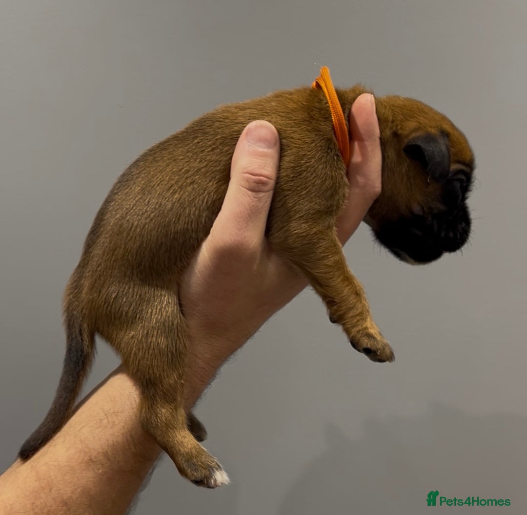 Boxer dogs for sale: 9 Beautiful Boxer Puppies - Pet Only  - Advert 27