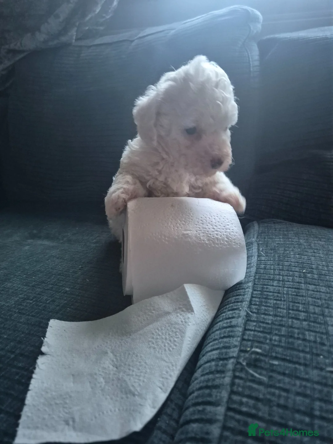 Maltipoo dogs for sale: Stunning Toy Maltipoo Female PuppyDNA tested clear - Advert 2