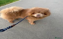 Chow Chow dogs for sale: Beautiful 2-Year-Old KC Registered Male Chow Chow - Image 3