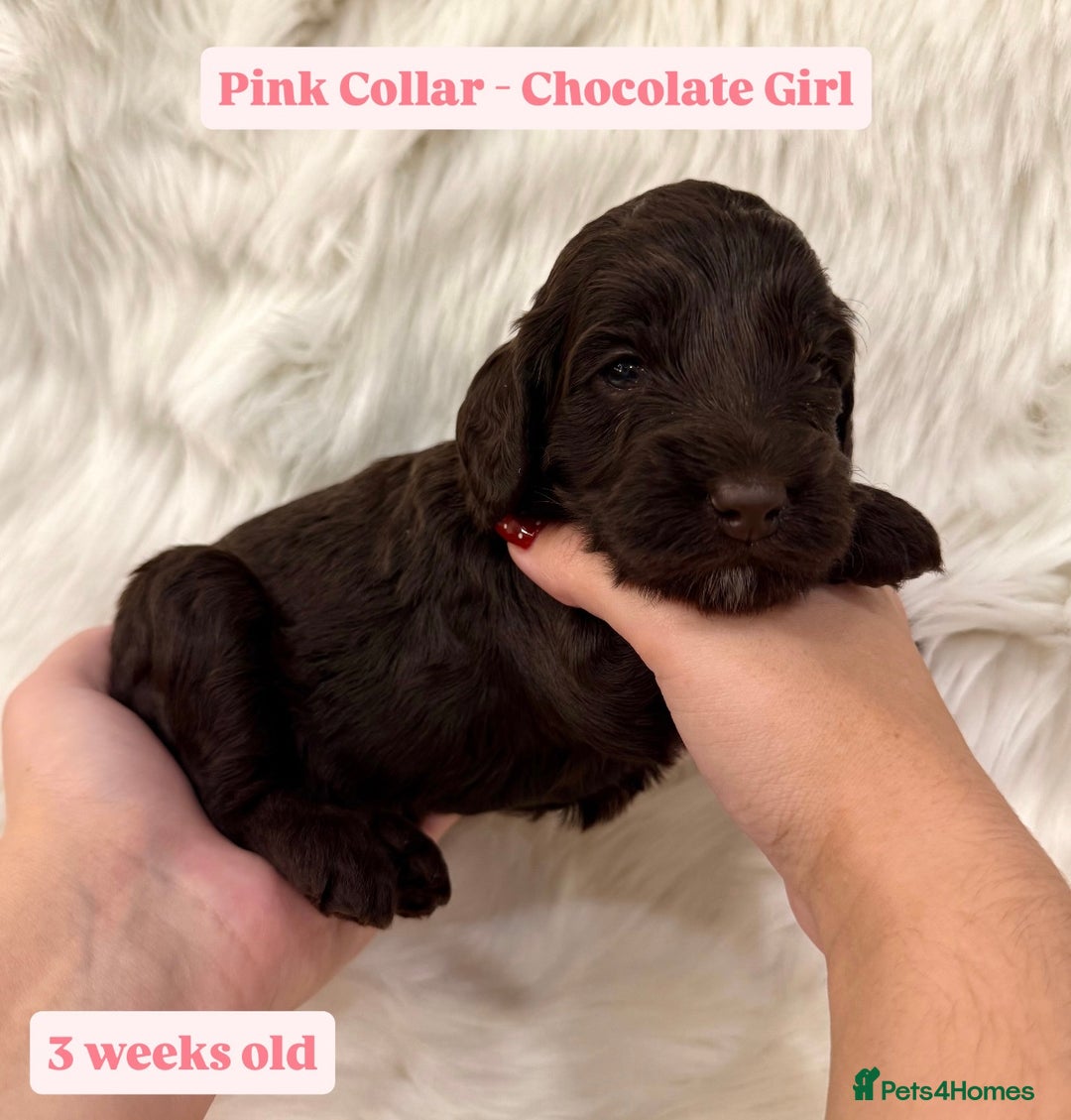 Cockapoo dogs for sale: Extensive DNA Health Tested Cockapoo Puppies 🧬 - Image 5