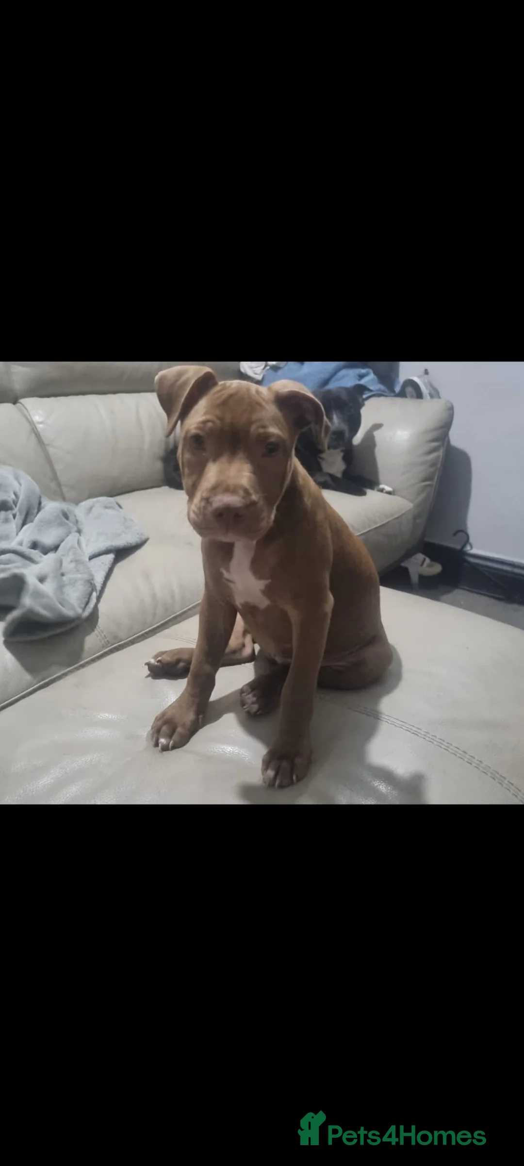 Staffordshire Bull Terrier dogs for sale: beautiful light chocolate female staff in Orpington - Advert 2