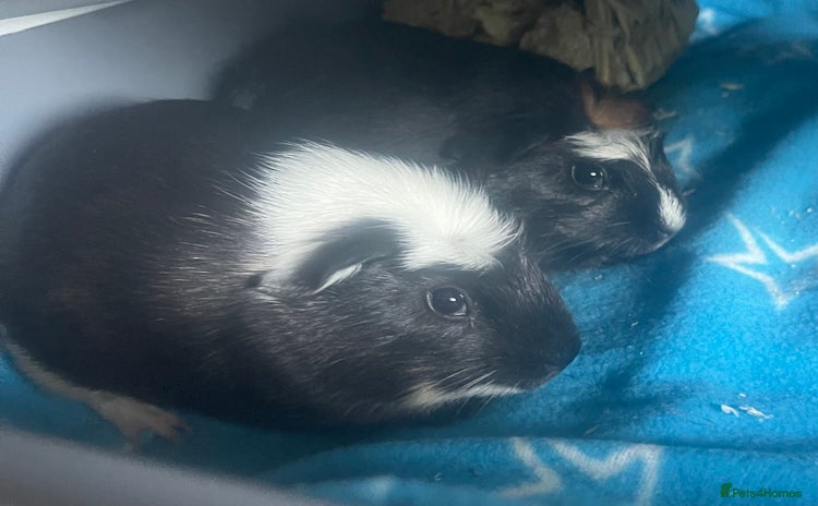 Guinea Pig rodents - Advert 2