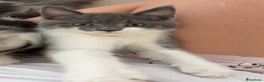 Maine coon mix 