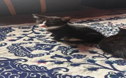 Mixed Breed cats for sale: Kittens for sale — £50 each - Image 10