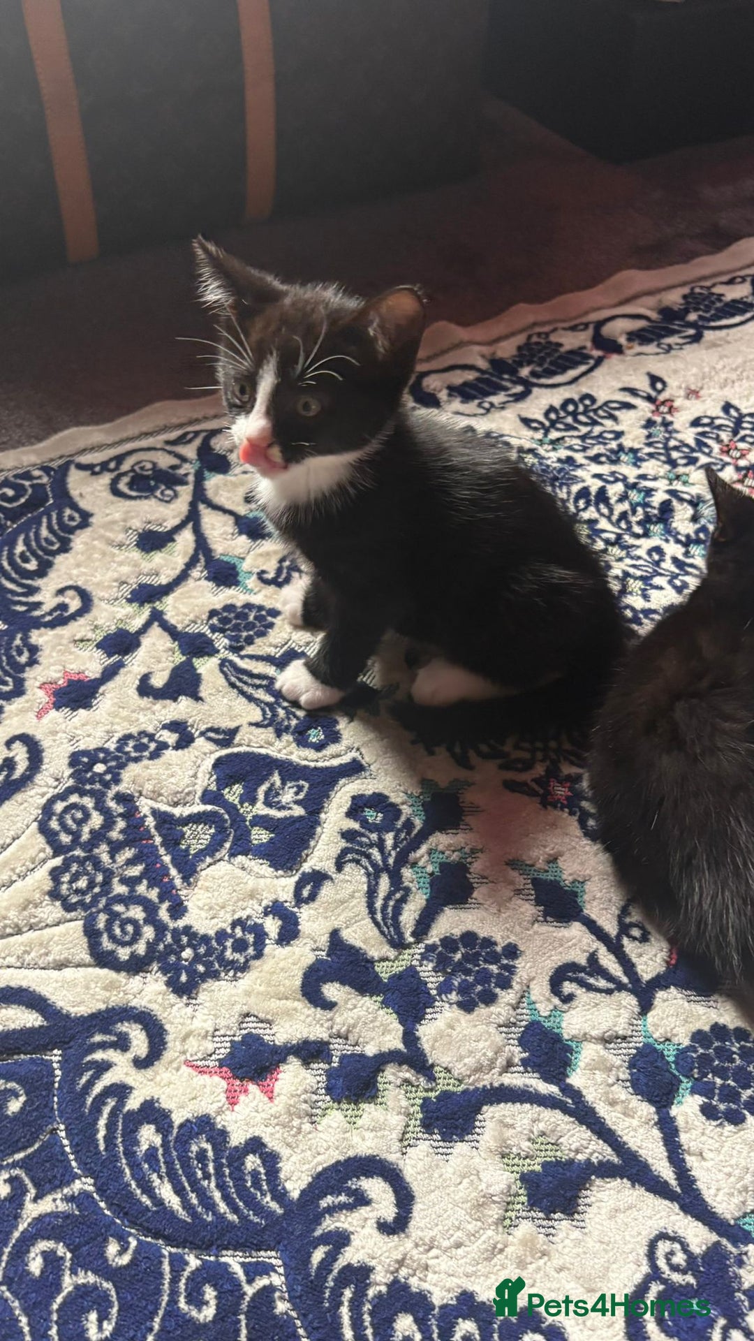 Mixed Breed cats for sale: Kittens for sale — £50 each - Image 10