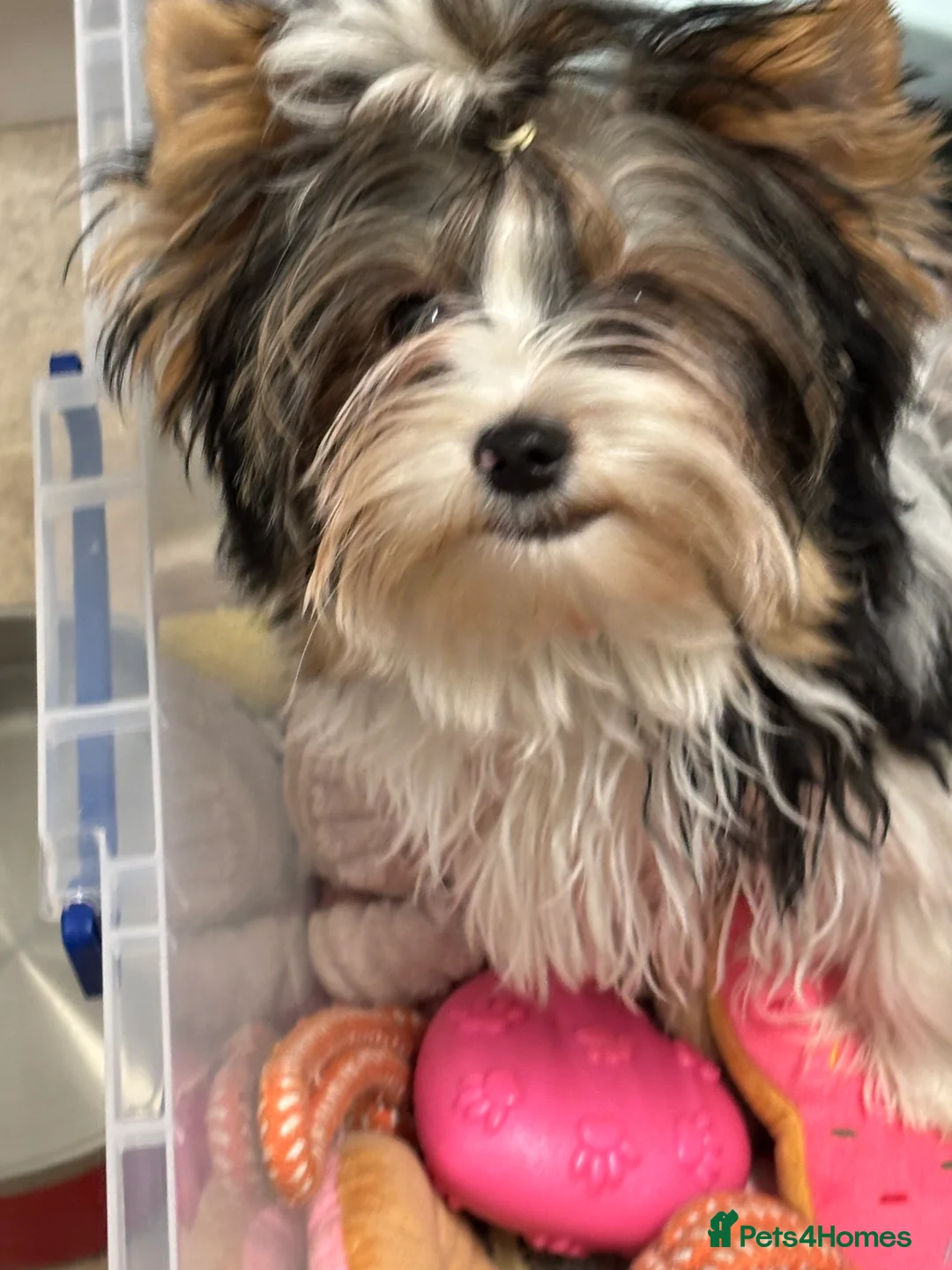 Yorkshire Terrier dogs for sale: Beautiful ned (pedigree name) - Advert 15