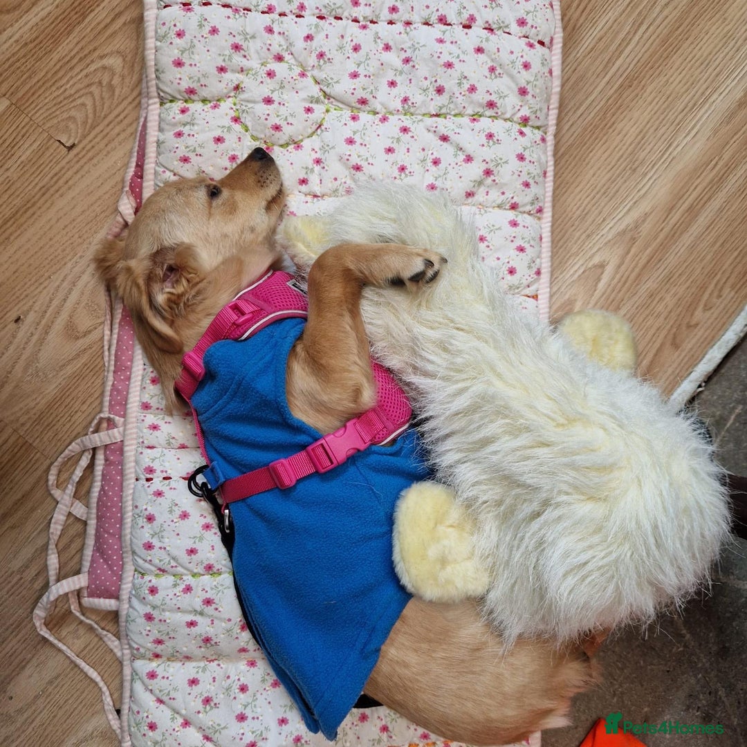 Mixed Breed dogs for adoption: Riele  - Image 8
