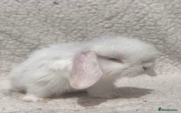 Mini Lop rabbits for sale: STUNNING PUREBRED MINI LOP BABY GIRLS AND BOYS - Image 6