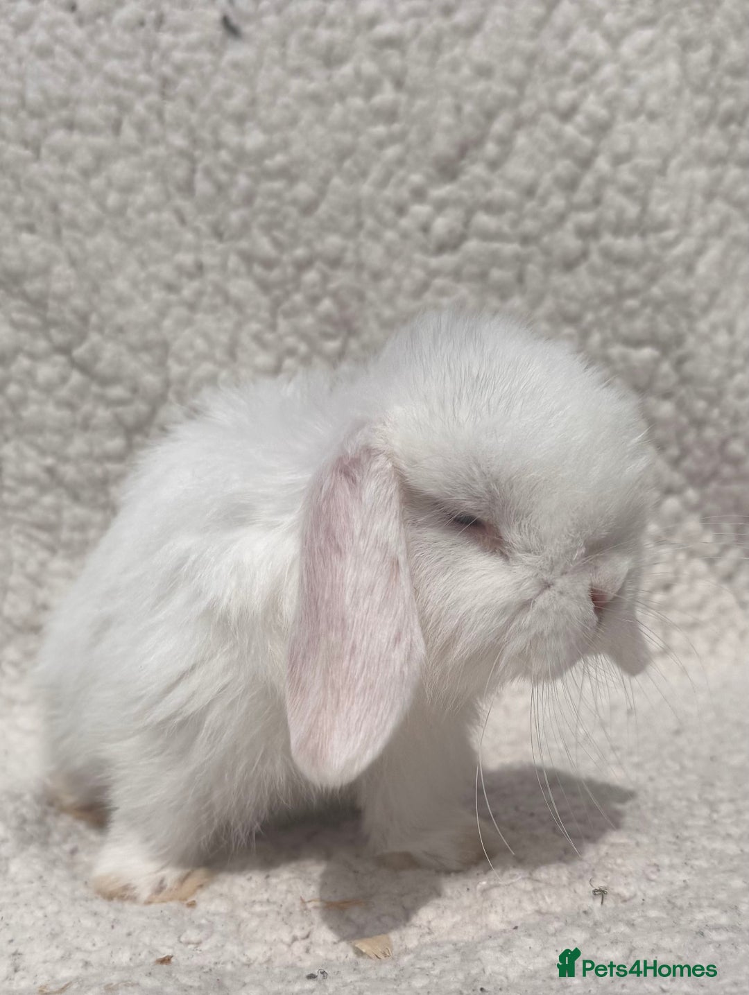 Mini Lop rabbits for sale: STUNNING PUREBRED MINI LOP BABY GIRLS AND BOYS - Image 6