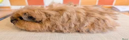 Guinea Pig rodents for sale: Gorgeous Texel Boar - Advert 3