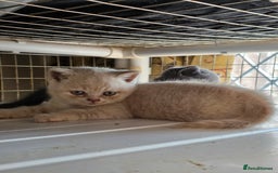 British Shorthair cats for sale: British Shorthairs Stunning Litter - Image 12