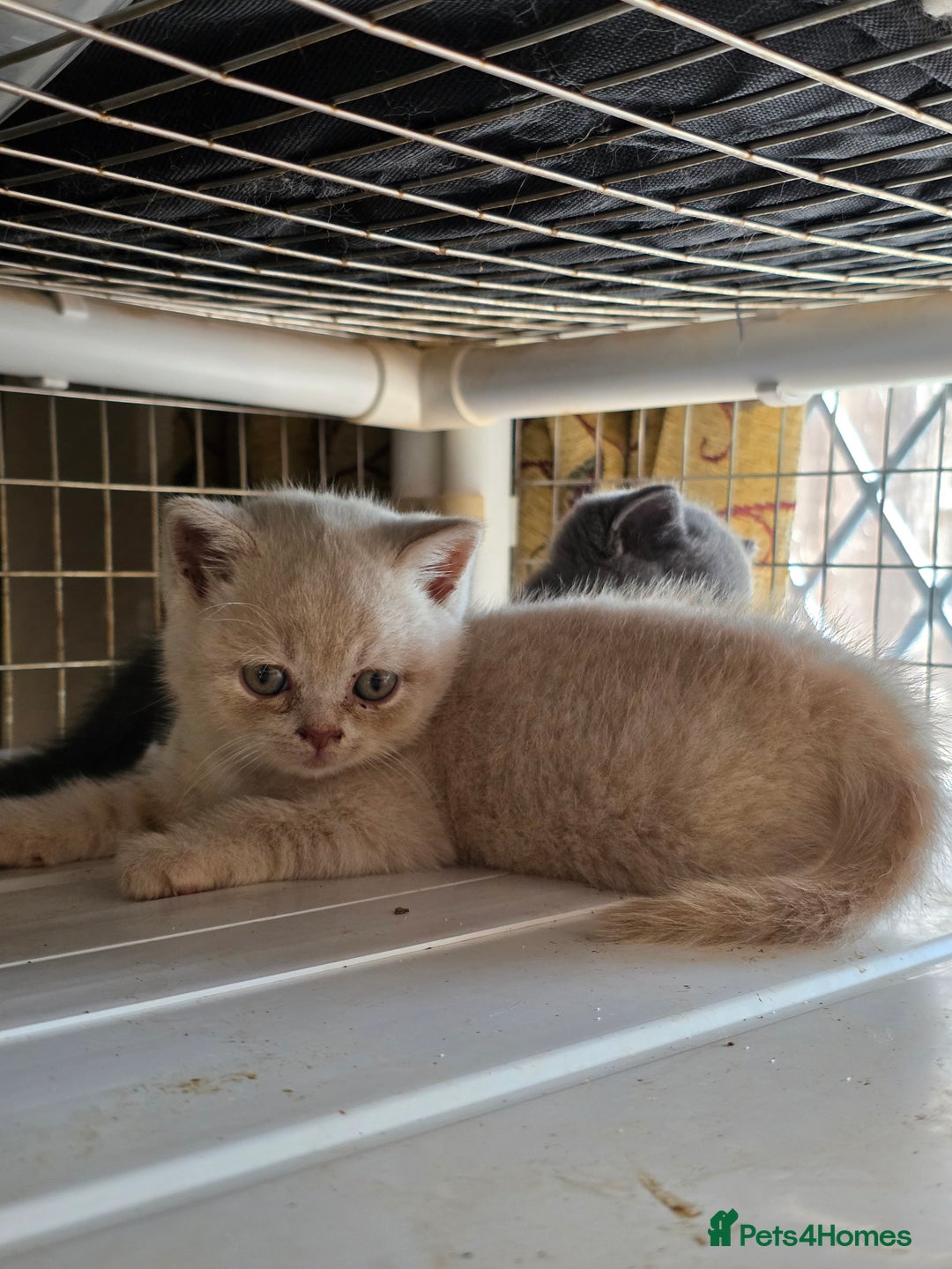 British Shorthair cats for sale: British Shorthairs Stunning Litter - Image 12