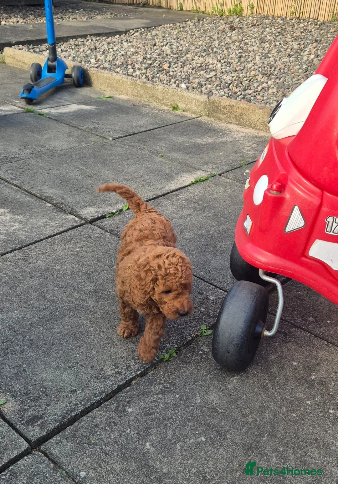 Labradoodle dogs for sale: Male toy labradoodle  - Advert 2