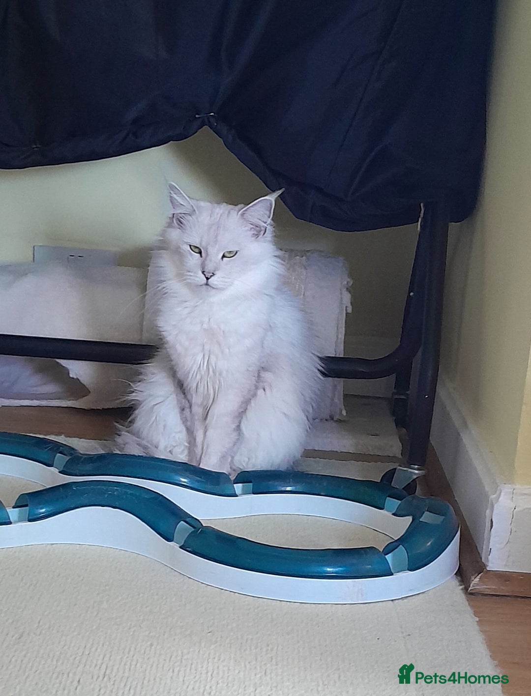 Maine Coon cats for sale: Neutered shaded Princess  - Image 4