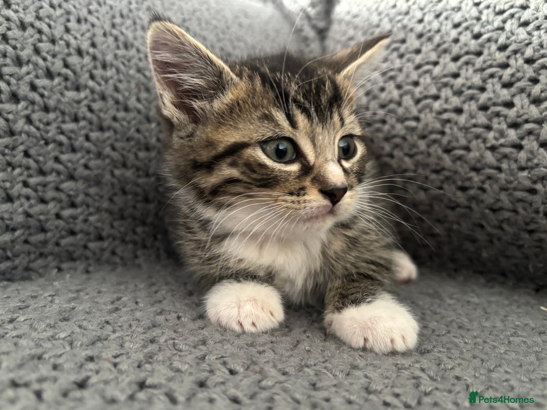 British Shorthair cats for sale: Kittens ready now  - Image 2