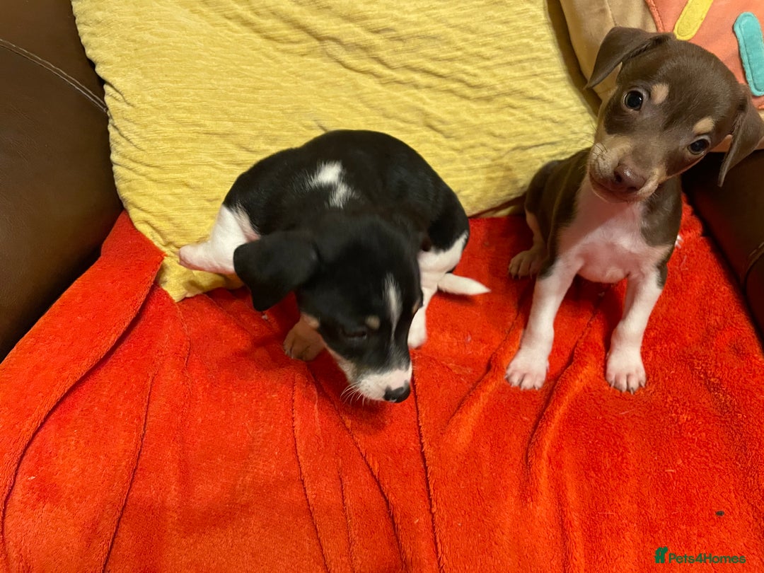 Jack Russell dogs for sale: Jack Russell puppies short legged  - Image 4