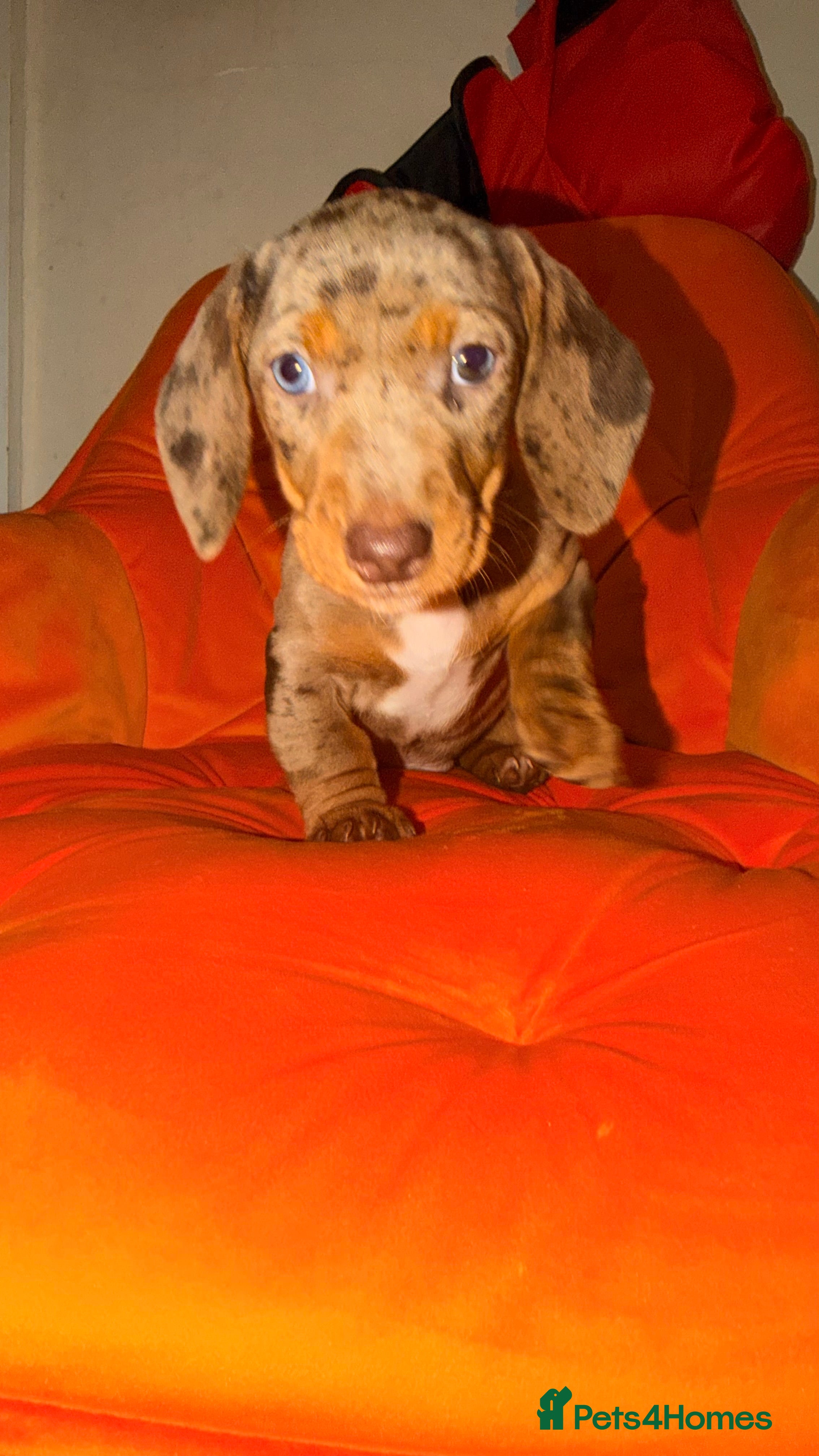 Miniature Dachshund dogs Miniature Dachshunds puppy's for sale.  - Advert 17