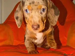 Miniature Dachshund dogs Miniature Dachshunds puppy's for sale. - Advert 17
