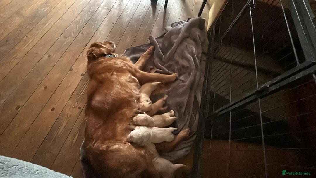 Golden Retriever dogs for sale: OUTSTANDING KC REG GOLDEN RETRIEVER PUPPIES  in Wisbech - Advert 40