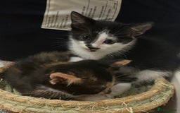 Mixed Breed cats for sale: Beautiful kittens ready for new loving homes  - Advert 20