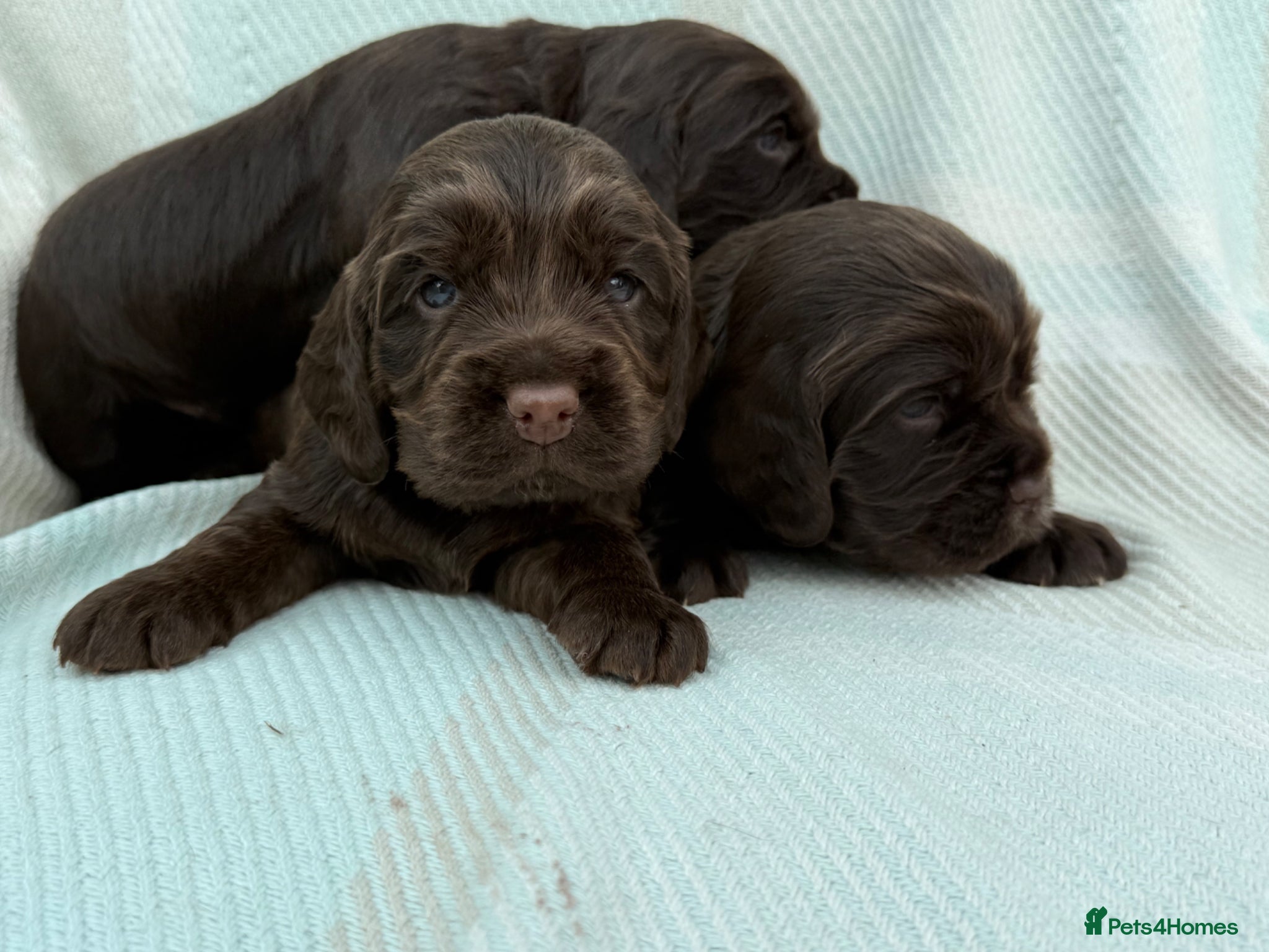 Cocker Spaniel dogs Cocker spaniel puppies health tested  - Advert 1