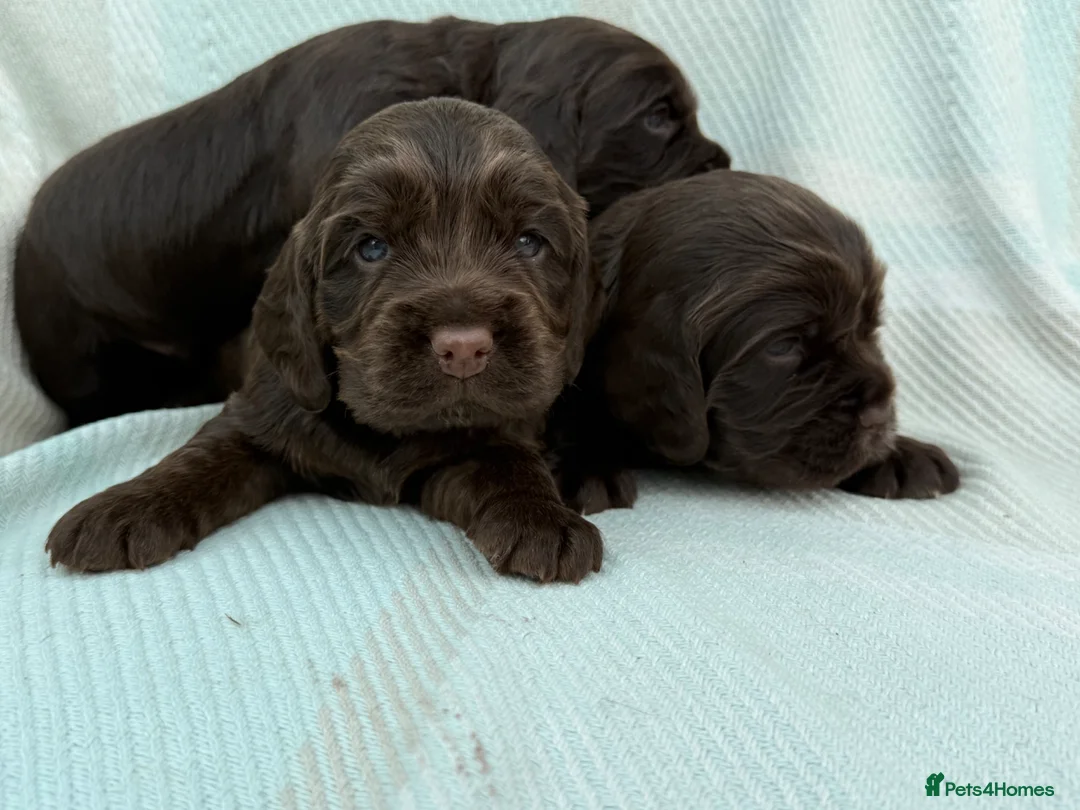 Cocker Spaniel dogs for sale: Cocker spaniel puppies health tested  - Advert 1