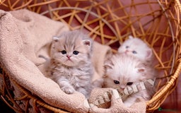 Persian cats for sale: Persian Chinchilla Kittens - Image 13