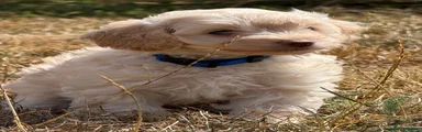 Cockapoo 8