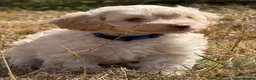 Cockapoo dogs for sale: Stunning F1B Cockapoo puppies  - Advert 33