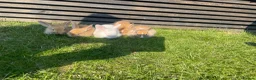 Mixed Breed rabbits for sale: Child friendly Mixed breed rabbits  - Advert 12