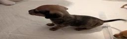 Chiweenie dogs for sale: Chiweenie pups - Advert 12