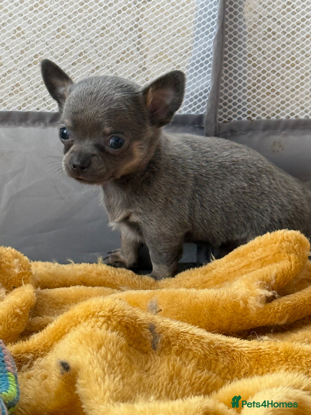 Chihuahua dogs for sale: Outstanding BLUE/TAN & LILAC/TAN puppies  - Image 16