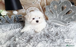 Maltese dogs for sale: Emperatrice Maltese-Korean Line Show Maltese KC Re - Image 10