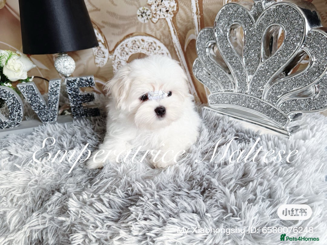 Maltese dogs for sale: Emperatrice Maltese-Korean Line Show Maltese KC Re - Image 10