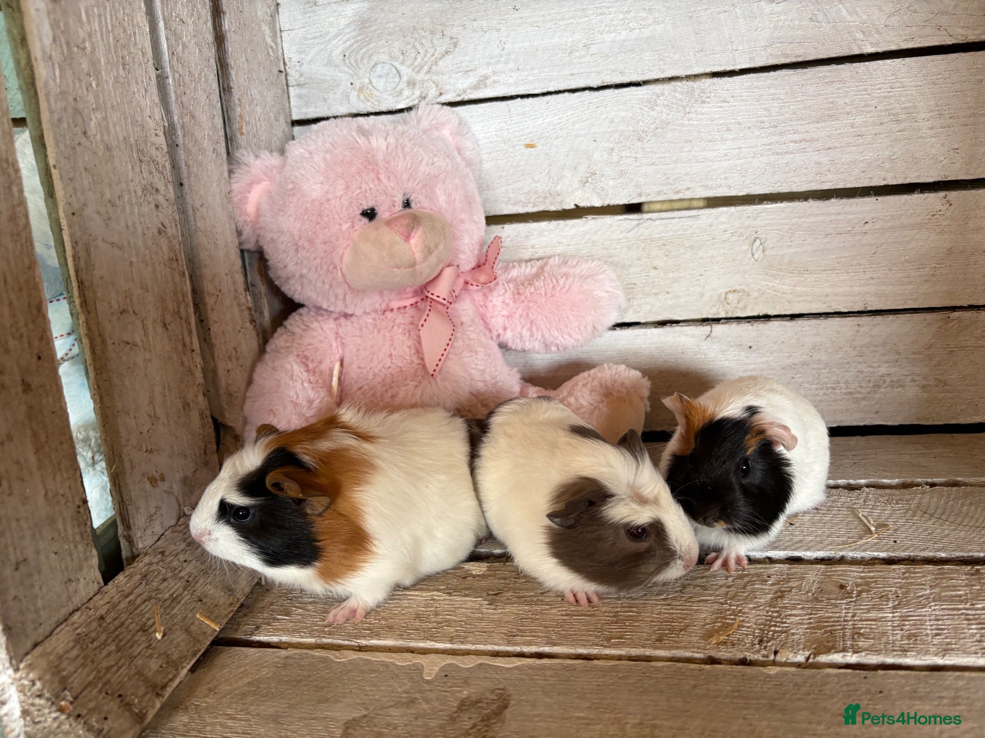 Guinea Pig rodents Young guinea pigs for sale  - Advert 1
