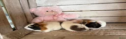 Guinea Pig rodents for sale: Young guinea pigs for sale  - Advert 1